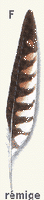 Faucon crécerelle. Plume rémige. Cliquer pour agrandir l'image.