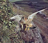 Faucon crécerelle. Avec lézard. Cliquer pour agrandir l'image.