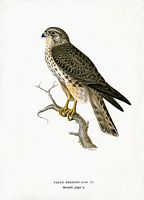 Faucon émerillon. Planche d'identification von Wright. Cliquer pour agrandir l'image.