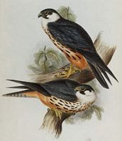 Faucon hobereau. Dessin d'identification. Cliquer pour agrandir l'image.