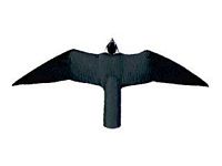 Faucon hobereau. Dessus ailes. Cliquer pour agrandir l'image.