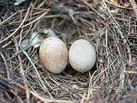 Faucon hobereau. Oeufs. Cliquer pour agrandir l'image.