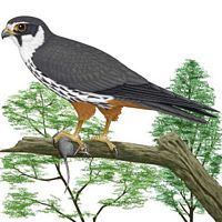 Faucon hobereau. Dessin. Cliquer pour agrandir l'image.