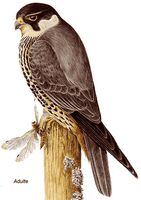 Faucon hobereau. Dessin. Cliquer pour agrandir l'image.