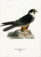 Faucon hobereau. Planche d'identification von Wright. Cliquer pour agrandir l'image.