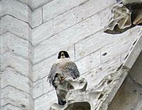 Faucon pélerin. Sur cathédrale. Cliquer pour agrandir l'image.