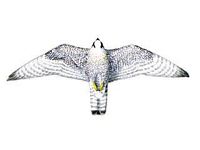 Faucon pélerin. Dessous des ailes dessin. Cliquer pour agrandir l'image.