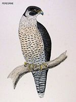 Faucon pélerin. Dessin. Cliquer pour agrandir l'image.