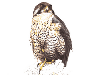 Faucon pélerin. Dessin. Cliquer pour agrandir l'image.