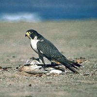 Faucon pélerin. Avec proie. Cliquer pour agrandir l'image.