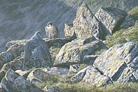 Faucon pélerin. Peinture. Cliquer pour agrandir l'image.