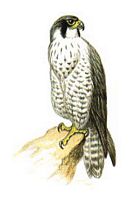 Faucon pélerin. Dessin. Cliquer pour agrandir l'image.