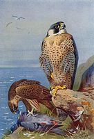 Faucon pélerin. Peinture. Cliquer pour agrandir l'image.