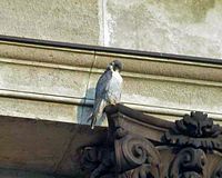 Faucon pélerin. Cliquer pour agrandir l'image.