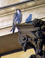 Faucon pélerin. Cliquer pour agrandir l'image.