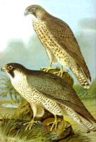 Faucon pélerin. Planche d'identification. Cliquer pour agrandir l'image.