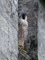 Faucon pélerin. Juvénile. Cliquer pour agrandir l'image.