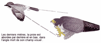 Faucon pélerin. Capture proie. Cliquer pour agrandir l'image.
