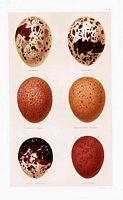 Faucons. Oeufs. Cliquer pour agrandir l'image.