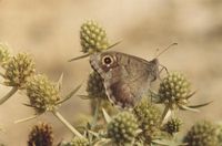 Faune. Cliquer pour agrandir l'image.