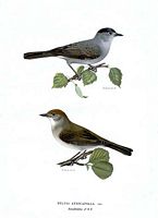 Fauvette à tête noire. Planche d'identification von Wright. Cliquer pour agrandir l'image.