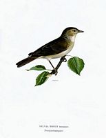 Fauvette des jardins. Planche d'identification von Wright. Cliquer pour agrandir l'image.