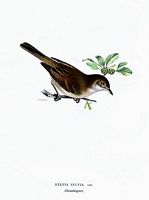 Fauvette grisette. Planche d'identification von Wright. Cliquer pour agrandir l'image.