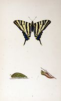 Flambé. Planche d'identification Morris. Cliquer pour agrandir l'image.