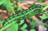 Fluoré. Chenille. Cliquer pour agrandir l'image.
