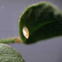 Fluoré. Oeuf. Cliquer pour agrandir l'image.