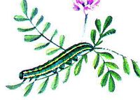 Fluoré. Chenille. Cliquer pour agrandir l'image.
