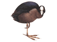 Foulque macroule. Dessin. Cliquer pour agrandir l'image.