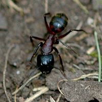 Fourmi noire. Aux Roches. Cliquer pour agrandir l'image.