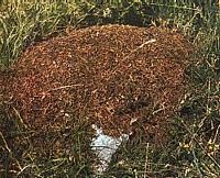 Fourmi rousse. Dome du nid. Cliquer pour agrandir l'image.
