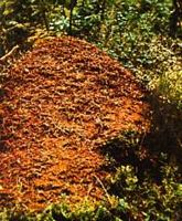 Fourmi rousse. Nid. Cliquer pour agrandir l'image.