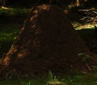 Fourmi rousse. Fourmiliere, Cheires de Côme. Cliquer pour agrandir l'image.