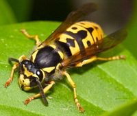 Frelon. Ouvrière. Cliquer pour agrandir l'image.