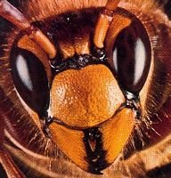 Frelon. Mandibules. Cliquer pour agrandir l'image.