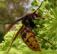 Frelon. Sur angélique. Cliquer pour agrandir l'image.