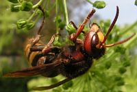Frelon. Sur angélique. Cliquer pour agrandir l'image.