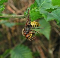Frelon. Cliquer pour agrandir l'image.