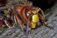 Frelon. Cliquer pour agrandir l'image.