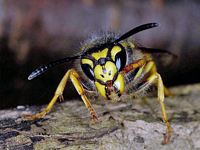 Frelon. Cliquer pour agrandir l'image.