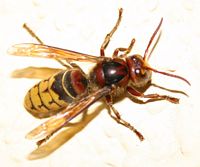 Frelon. Cliquer pour agrandir l'image. Frelon. Cliquer pour agrandir l'image.