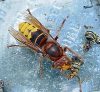 Frelon. Dévorant une guêpe. Cliquer pour agrandir l'image.