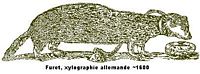 Furet. Xylographie de 1600. Cliquer pour agrandir l'image.