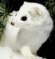 Furet. Cliquer pour agrandir l'image.