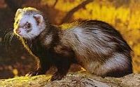 Furet. Cliquer pour agrandir l'image.