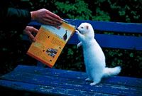 Furet. Cliquer pour agrandir l'image.