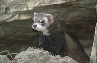 Furet. Cliquer pour agrandir l'image.